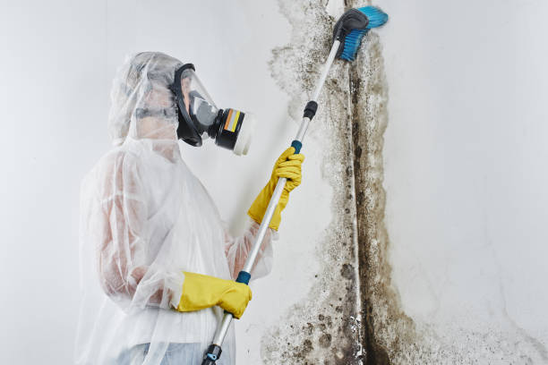 Why You Should Choose Our Mold Remediation Services in Fredonia, KS